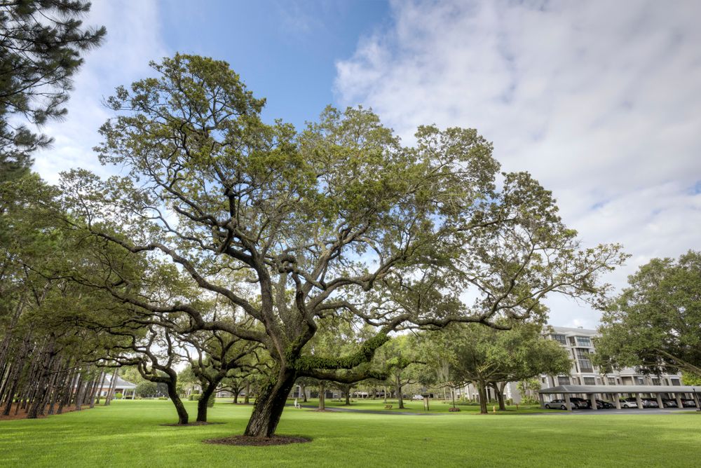 Regency Oaks (UPDATED) Get Pricing, See 27 Photos, Read Reviews & See