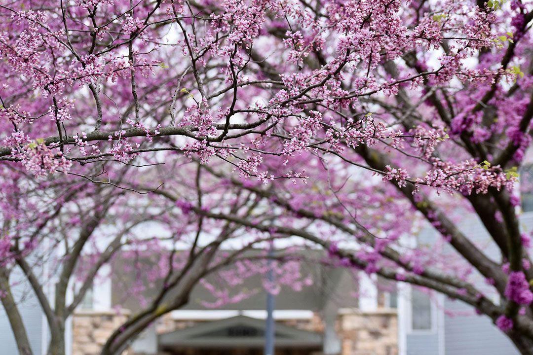 Cape Albeon (UPDATED) Get Pricing & See 67 Photos in Valley Park, MO