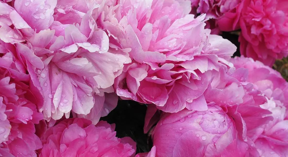 Canterbury On The Lake Pricing, Photos and Floor Plans in Waterford, MI