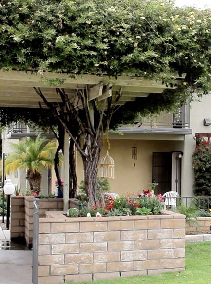 Senior living community, Magnolia Grand, featuring indoor and outdoor spaces with potted plants and architecture.