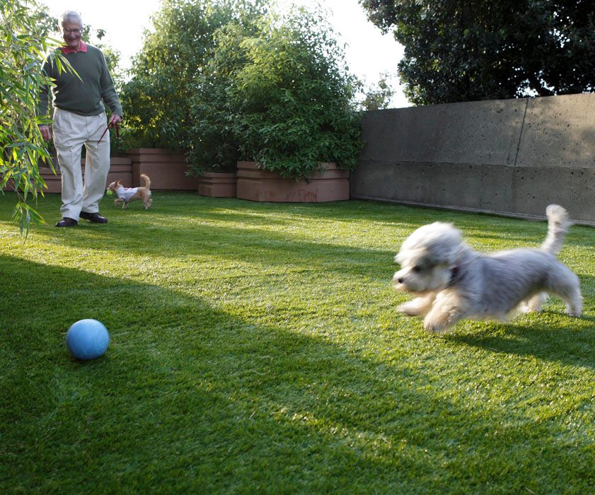 Senior man playing soccer with his pet dog in the backyard of Grass Plant Sphere senior living community.