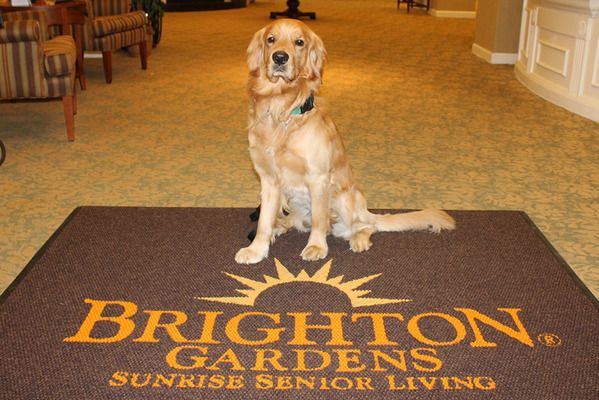 Golden Retriever dog on a mat in a furnished room at Brighton Gardens senior living community.