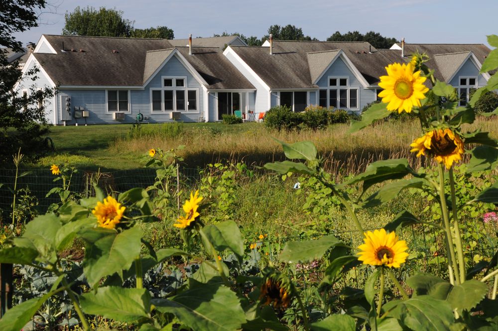 Sunflowers bloom in the countryside setting of Lathrop Community, a rural senior living neighborhood.